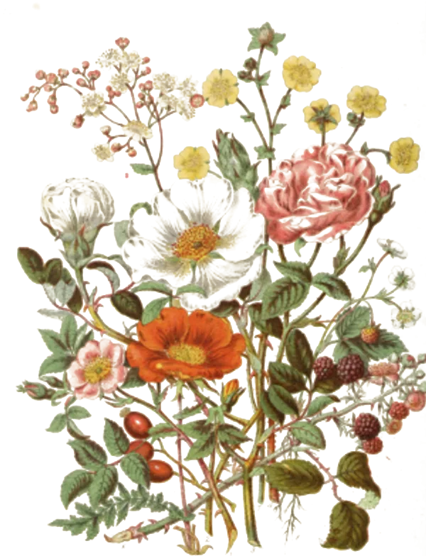 Botanical illustration of wild roses, flowers and berries