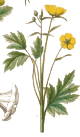 Botanical illustration of a buttercup