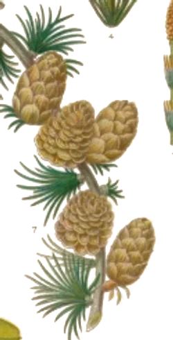Botanical illustration of cones on a branch