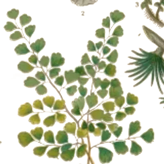 Botanical illustration of a fern