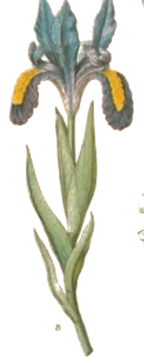 Botanical illustration of an iris