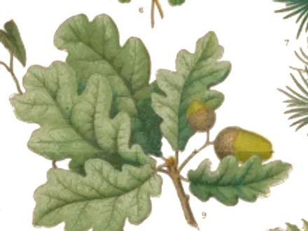 Botanical illustration of oak leaves and acorns